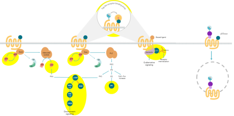 解锁大脑 &ldquo;信号开关&rdquo;：GPCR 靶向神经药物研发与瑞孚迪 HTRF/Alpha 均相检测的高敏精准应用