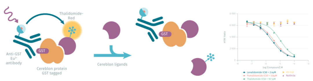 聚焦PROTAC研发：瑞孚迪均相技术平台赋能分子相互作用与降解效能的高精度检测