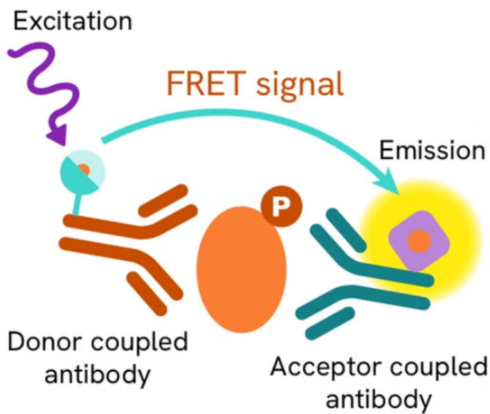 精准狙击神经退行性疾病：瑞孚迪 HTRF/Alpha技术为药物研发提供高灵敏、高通量解决方案
