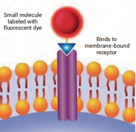读懂这篇，你才算入门活体成像：瑞孚迪「宝藏探针」全揭秘