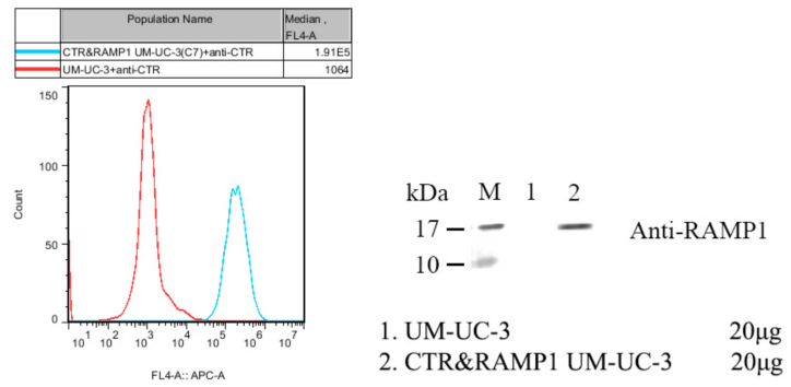 靶点覆盖广，验证更可靠：基于金标准HTRF验证的仁宽GPCR细胞株，配套SOP助您实验一次成功！